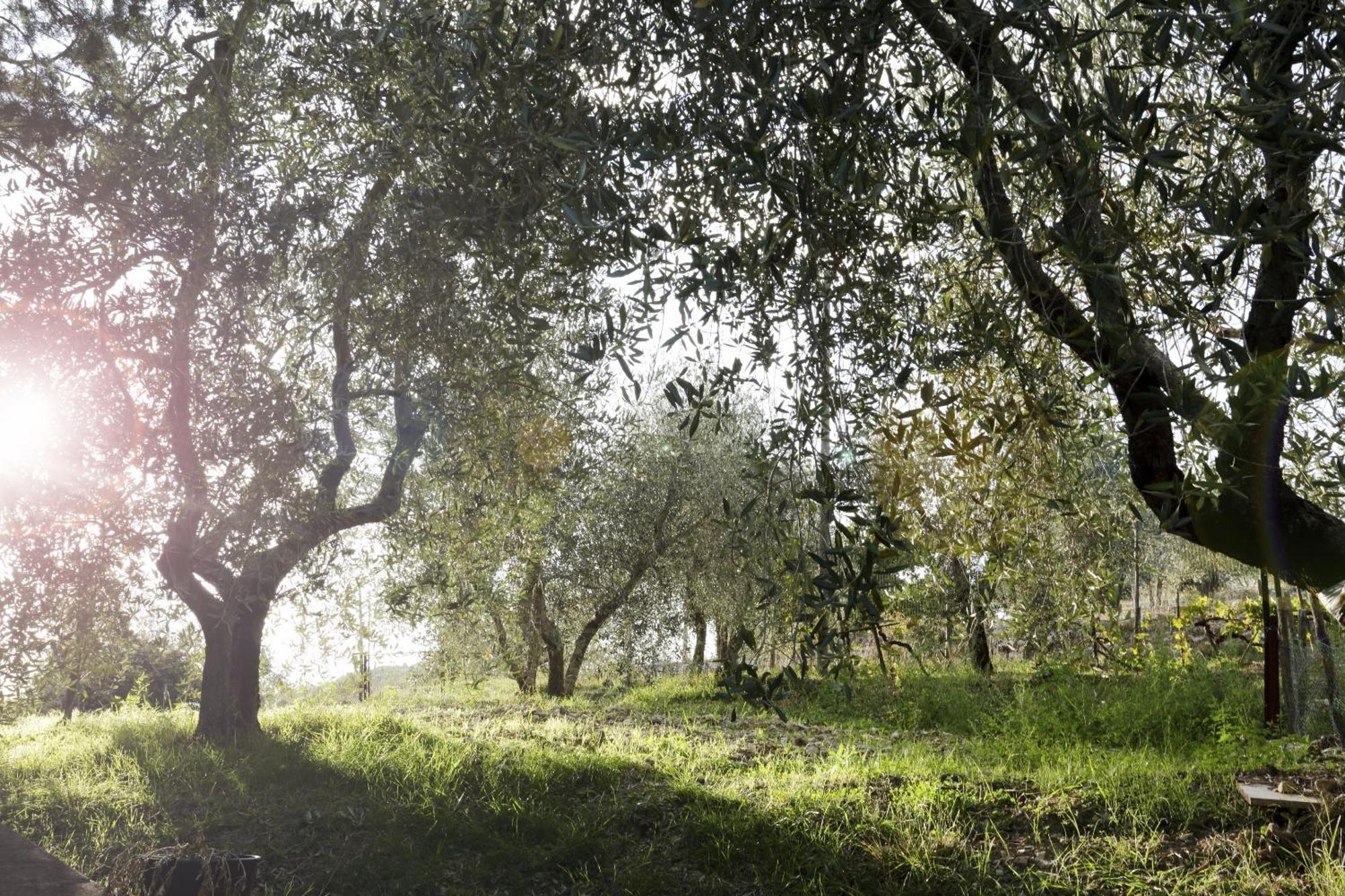 Country House Sofiavillas Gaiole in Chianti Buitenkant foto